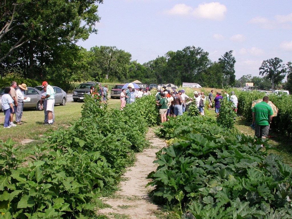 Tomato test results for 2009