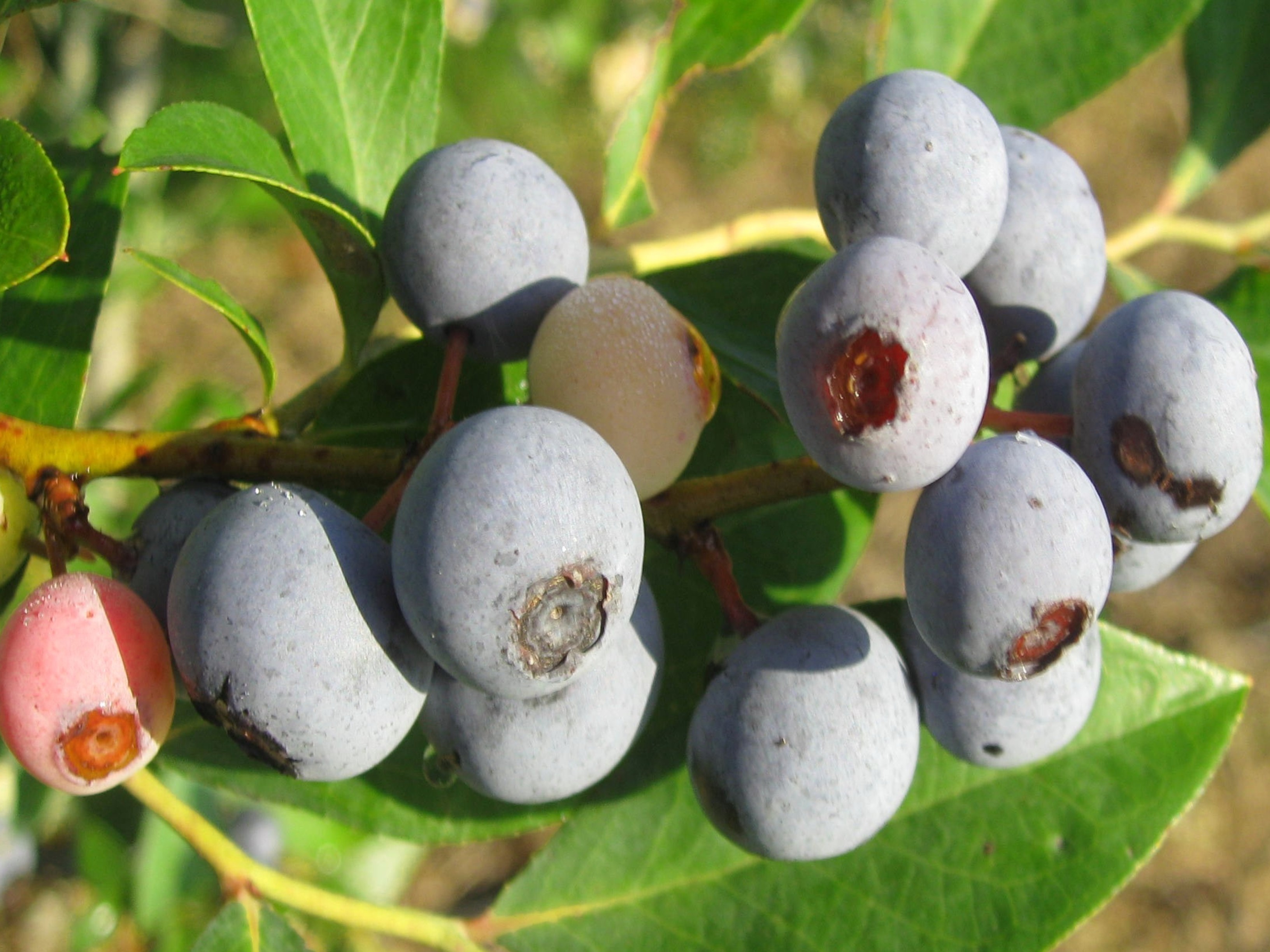 Rabbiteye blueberries are Louisiana Super Plants