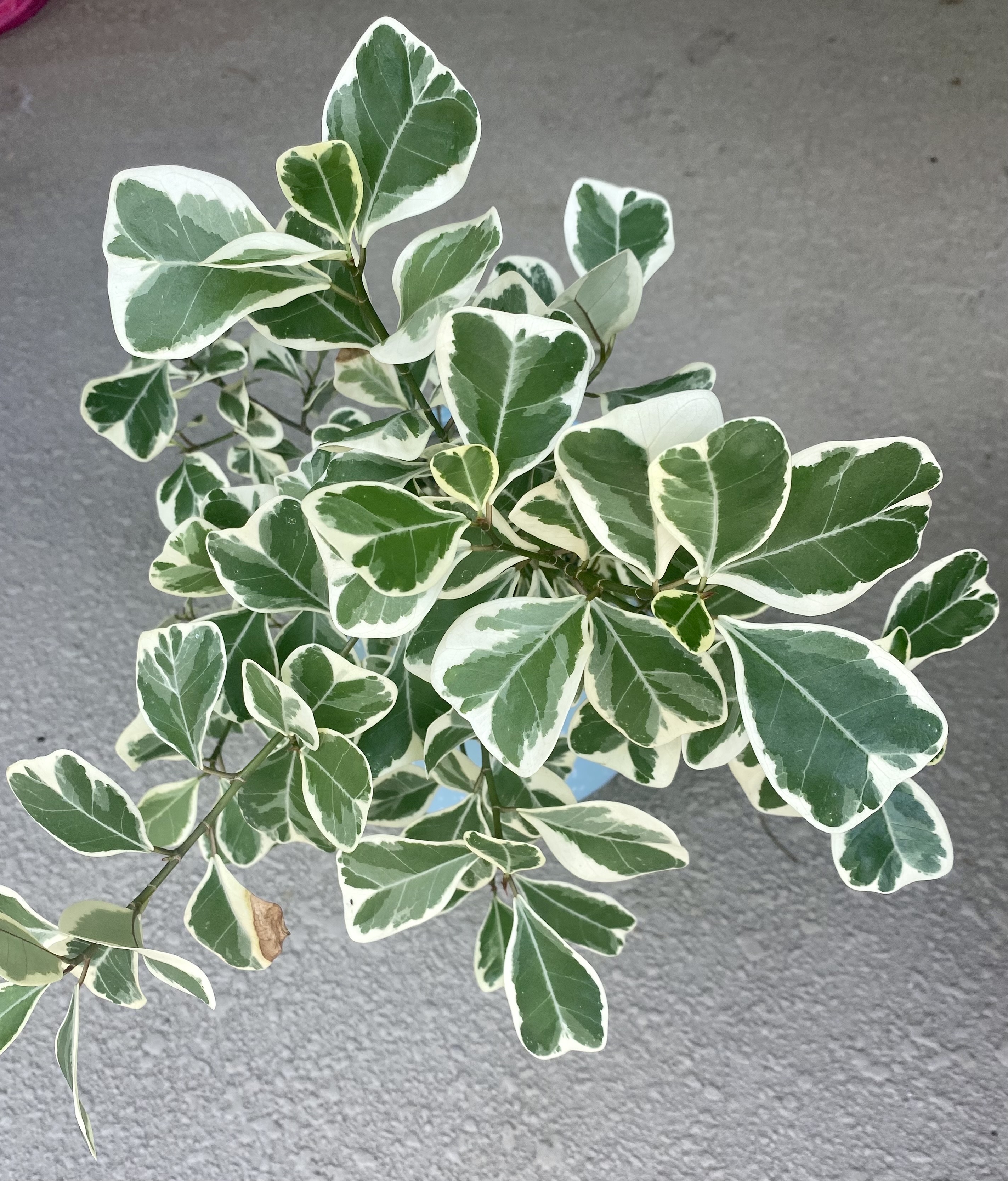 Beat the heat with indoor gardening