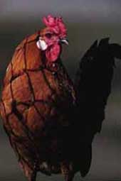 Domestic Birds Poultry Not Likely to Harbor Encephalitis Viruses