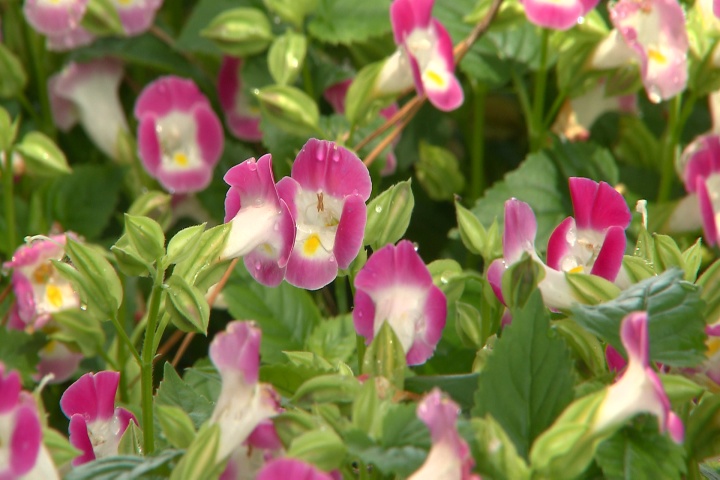 The kauai torenia provides an array of colors for your summer gardens