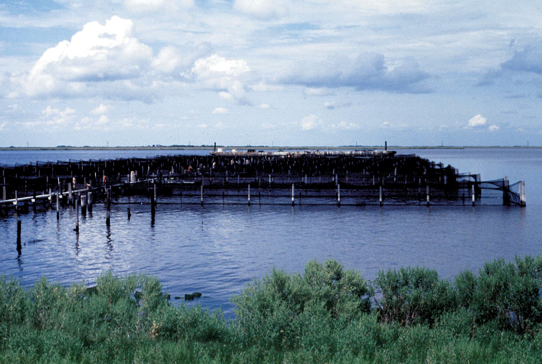 Potential for Increased Diversification in Louisiana's Aquaculture  Industry