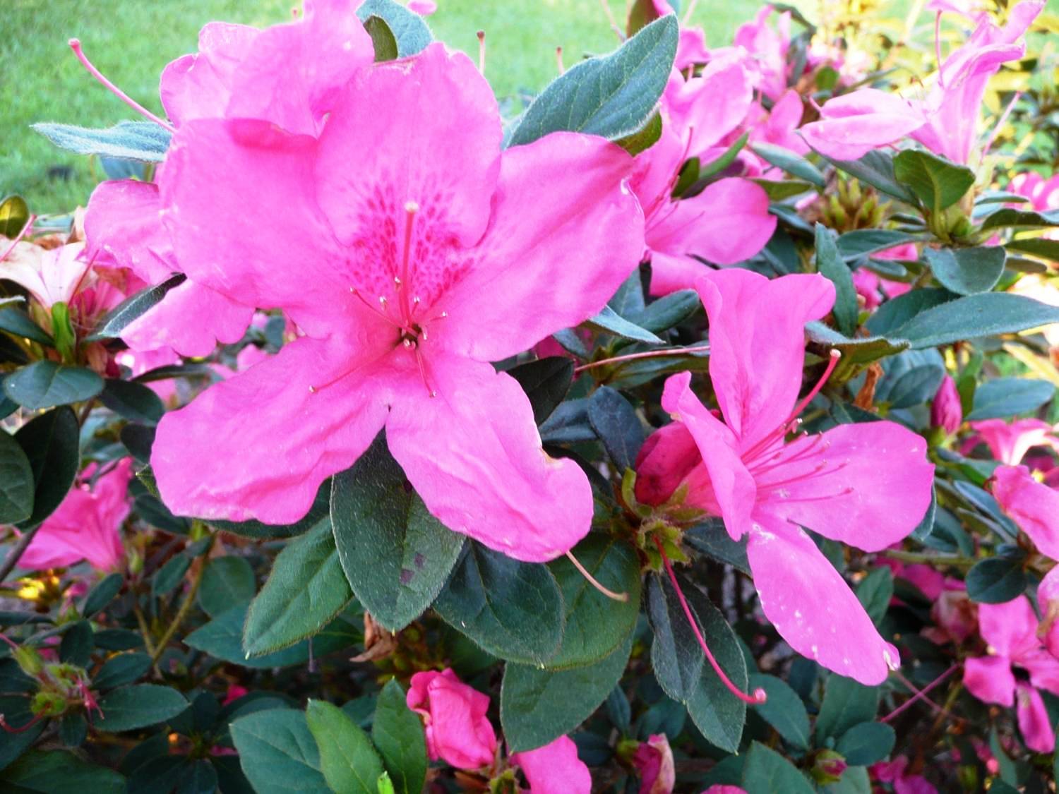 Encore azaleas rank among most popular La. plants