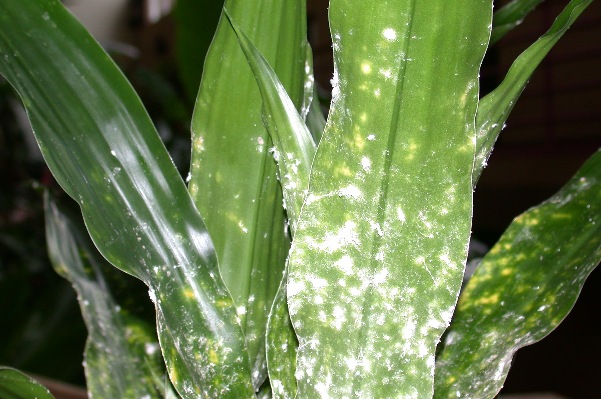 Control indoor plant pests early
