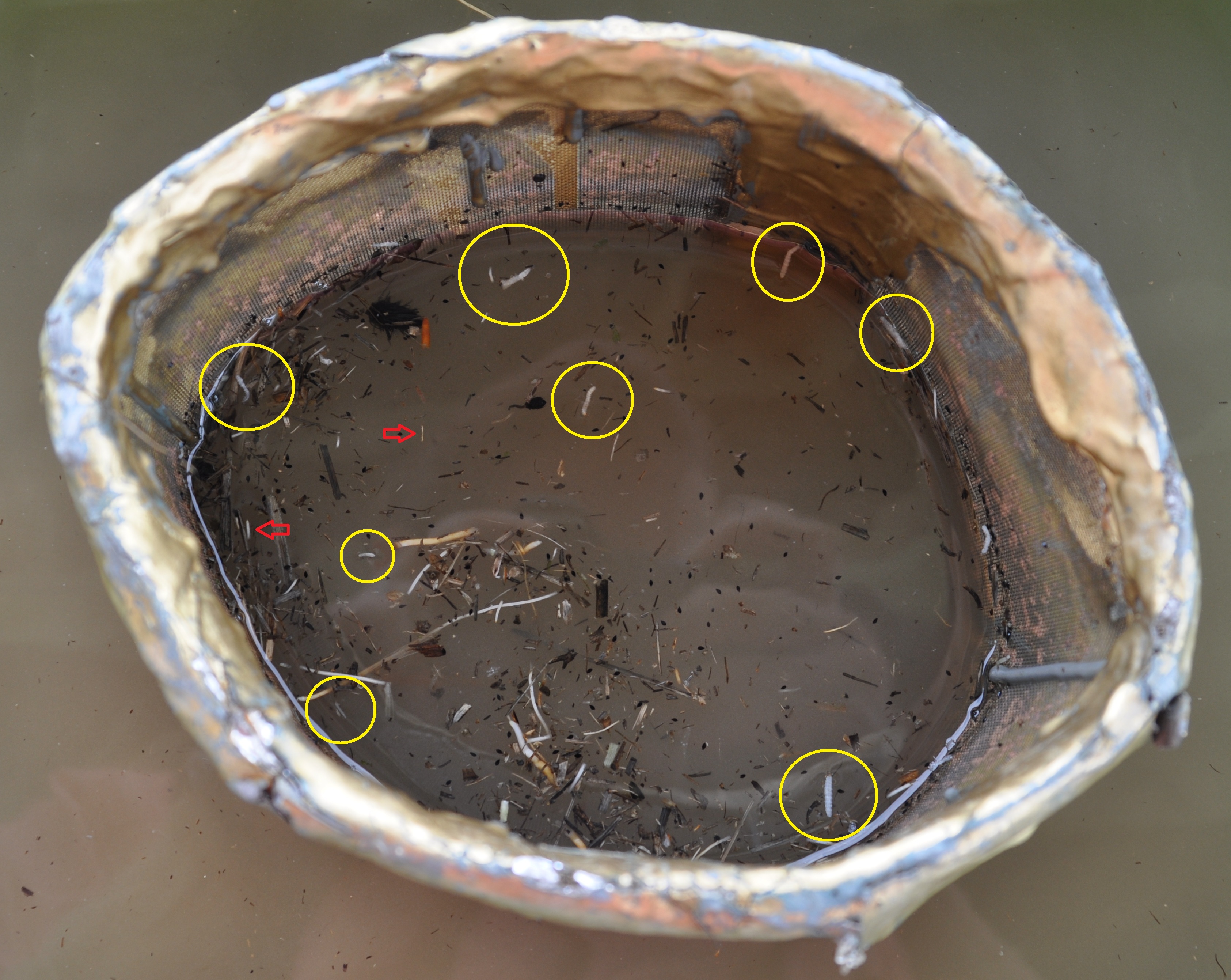 Rice water weevil larvae are floated in salt solution.