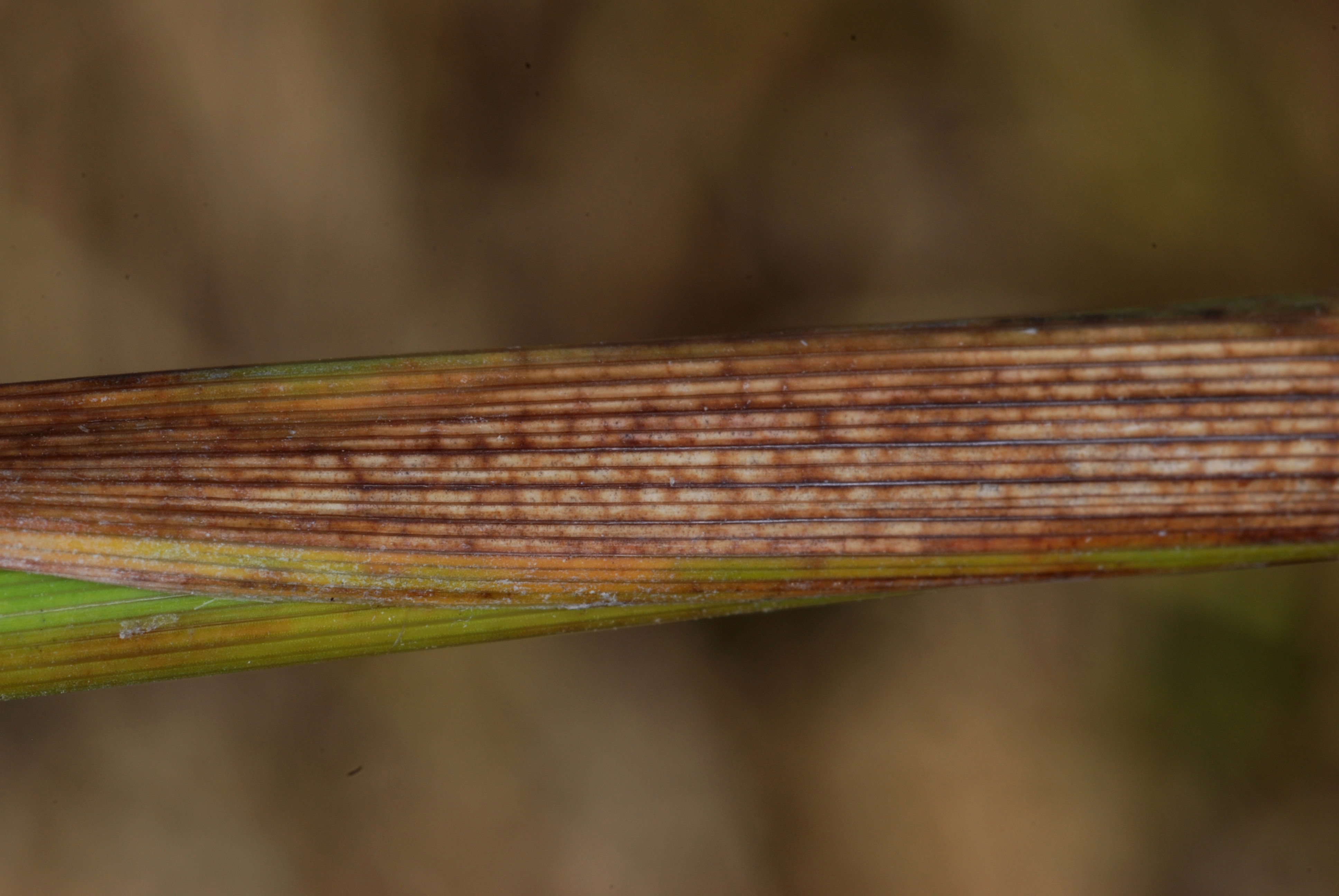 Moderate Leaf Sheath Infection