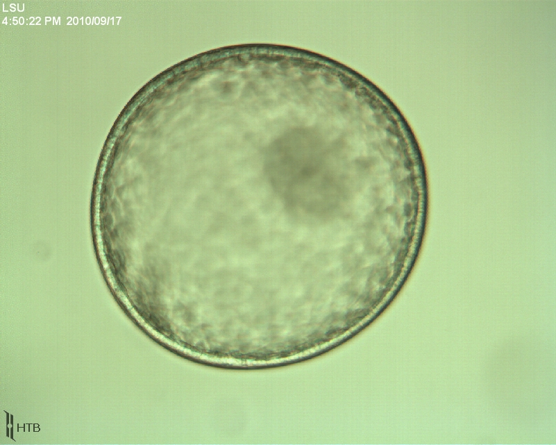 Equine Embryo