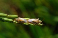 Rice Stink Bug