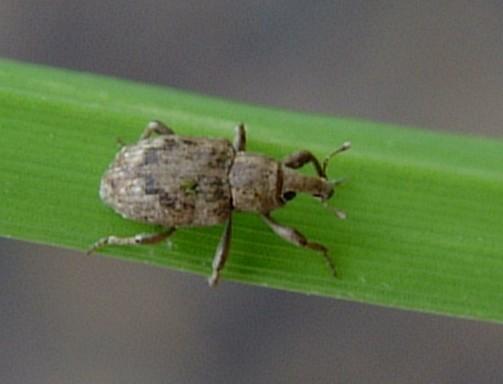Entomology Project