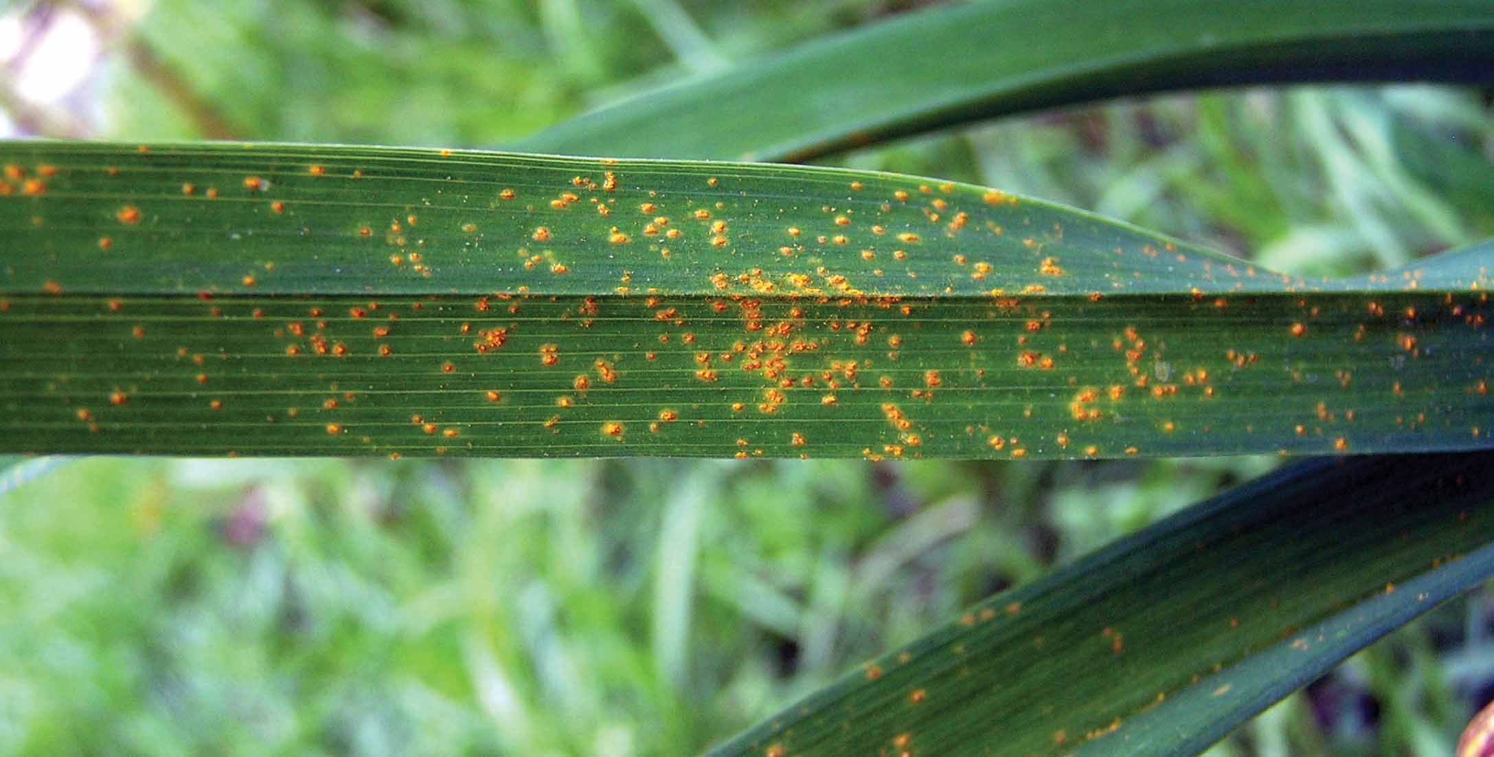 All-American Daylillies: Performance and the Rust Threat