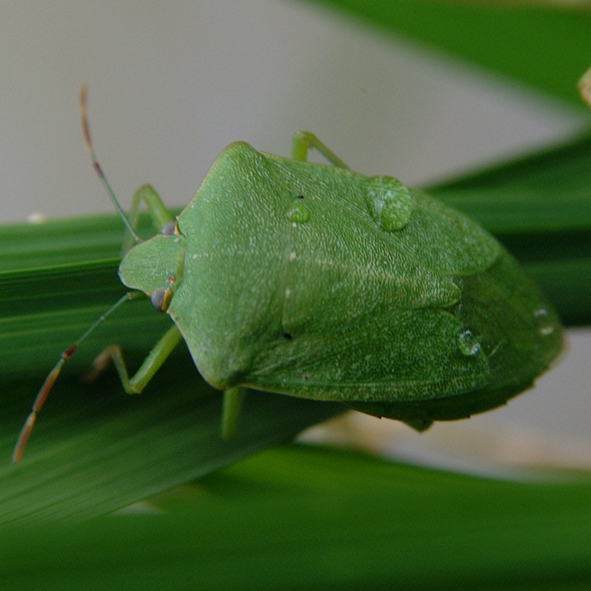 Southern Green Stink Bug Adult