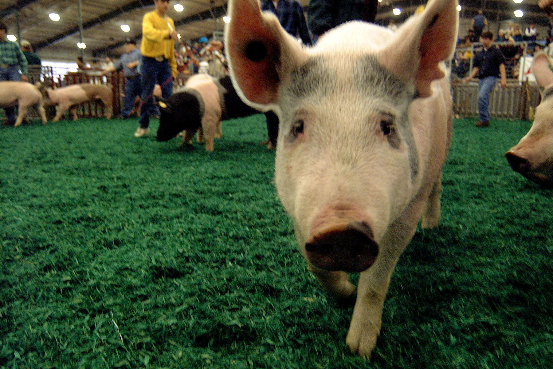 Swine owners should take biosecurity precautions to avoid spread of disease