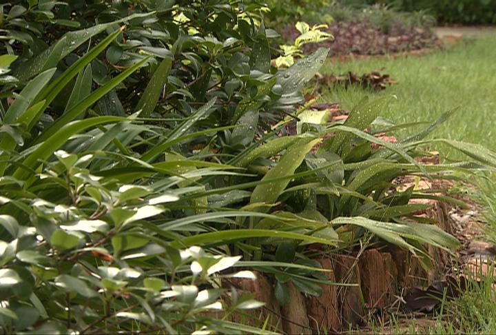 Choosing Plants for the Shade