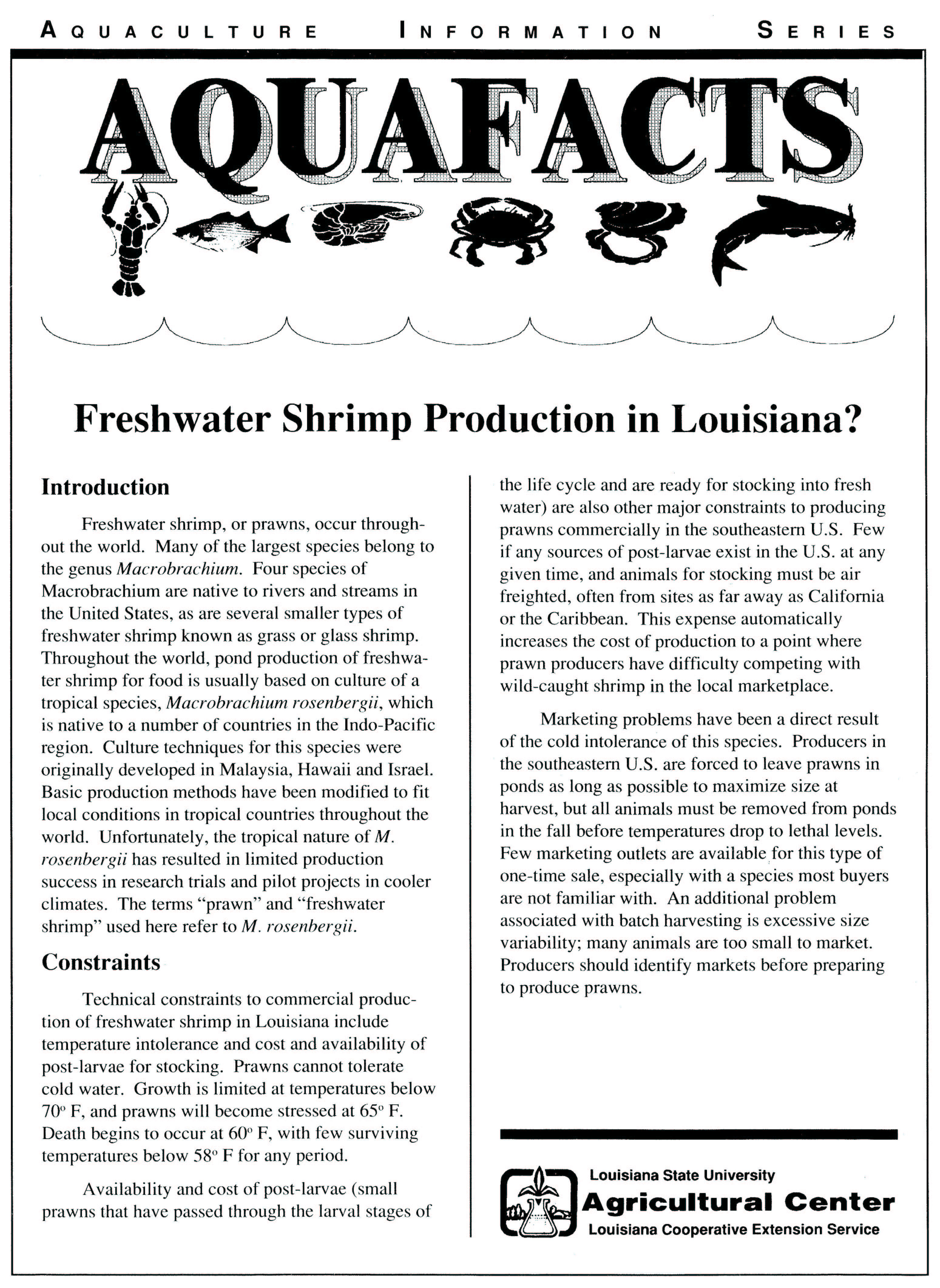Freshwater Prawns in Louisiana
