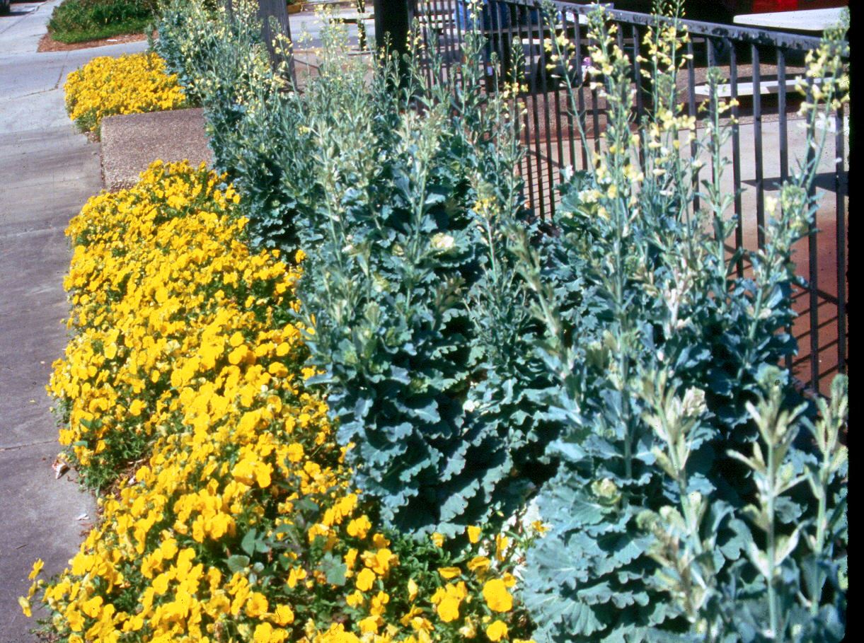 Ornamental kale, cabbage enhance cool-season flower beds