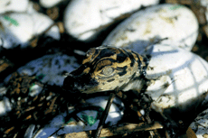 Louisiana Continues as Home for Alligators