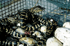 baby gators