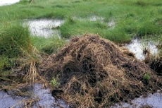 alligator nest