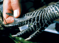 alligator foot