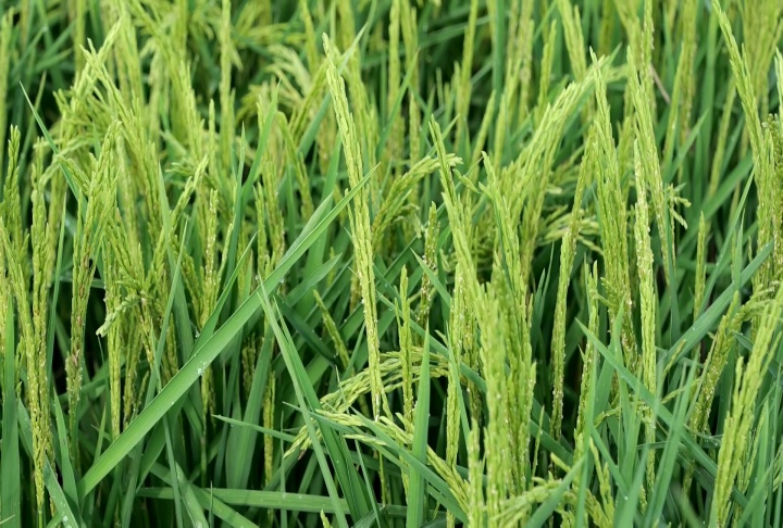 Louisiana rice crop benefitting from hot, clear days with harvest to begin soon