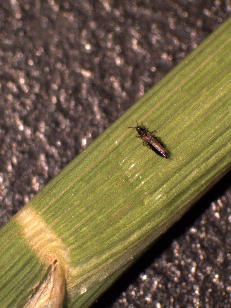 Thrips