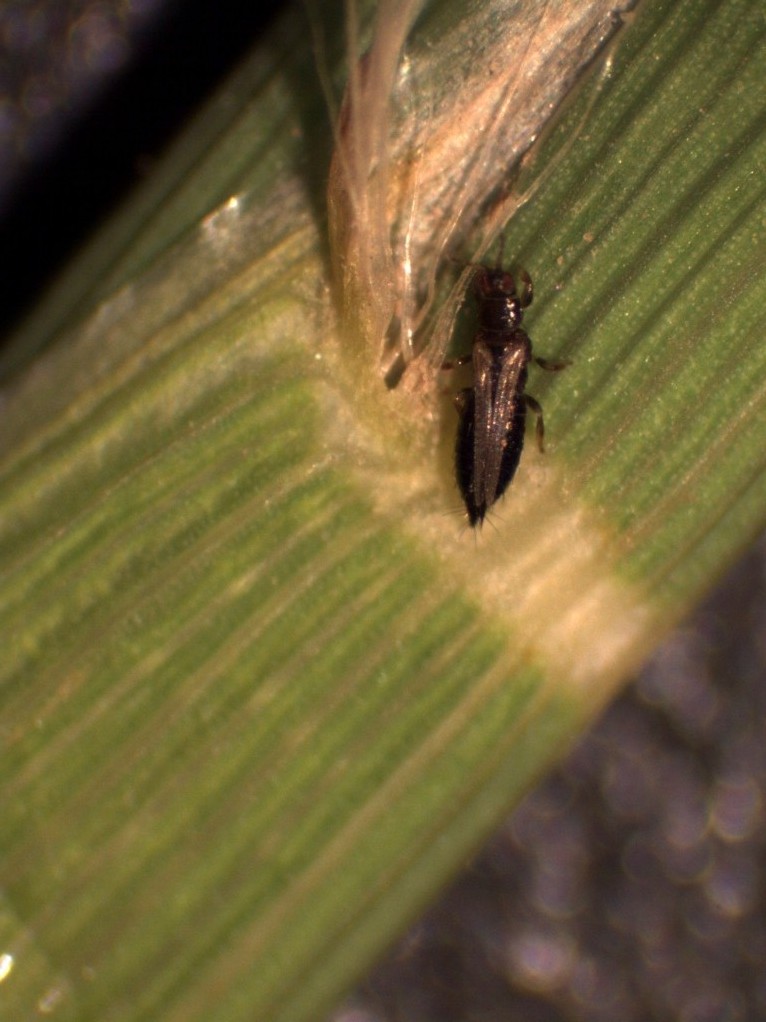 thrips2