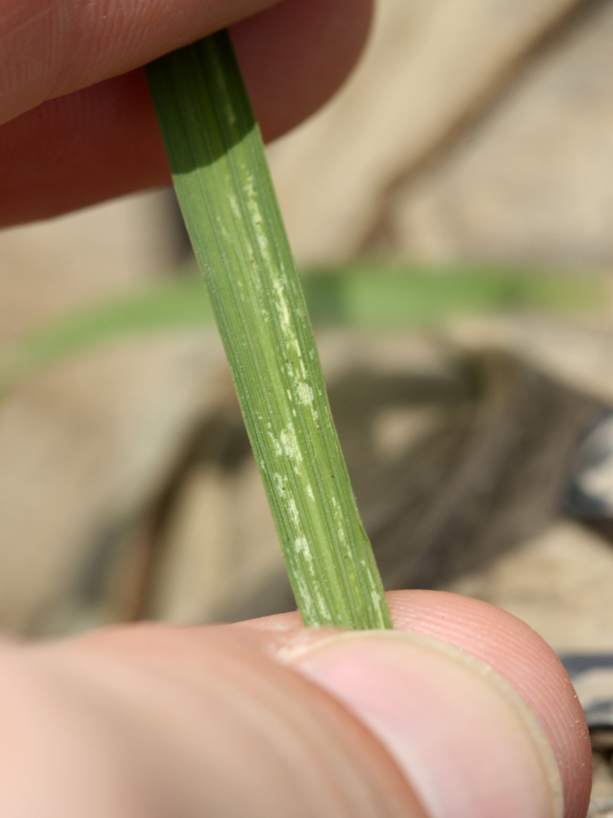 thrips5