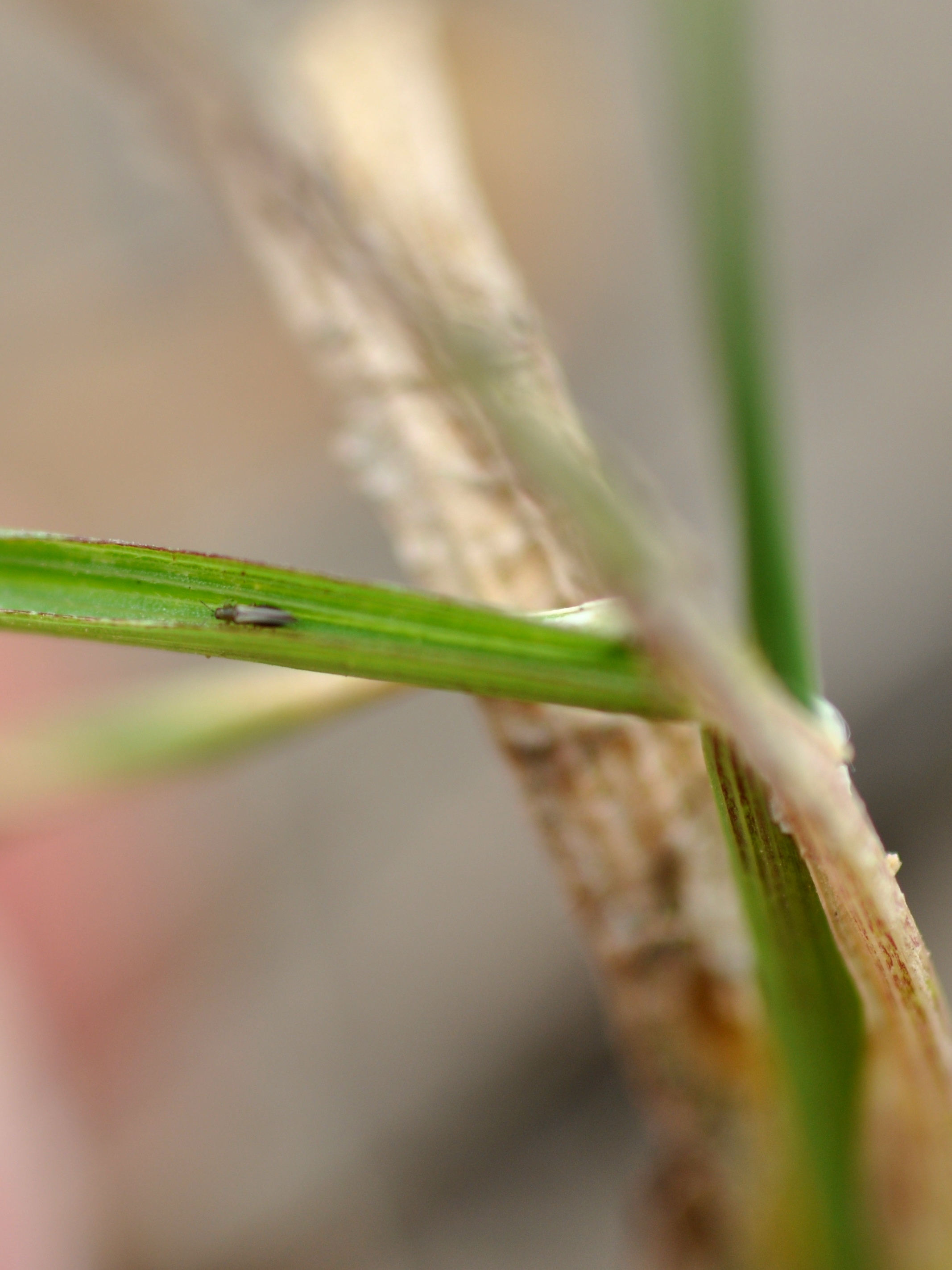 thrips6