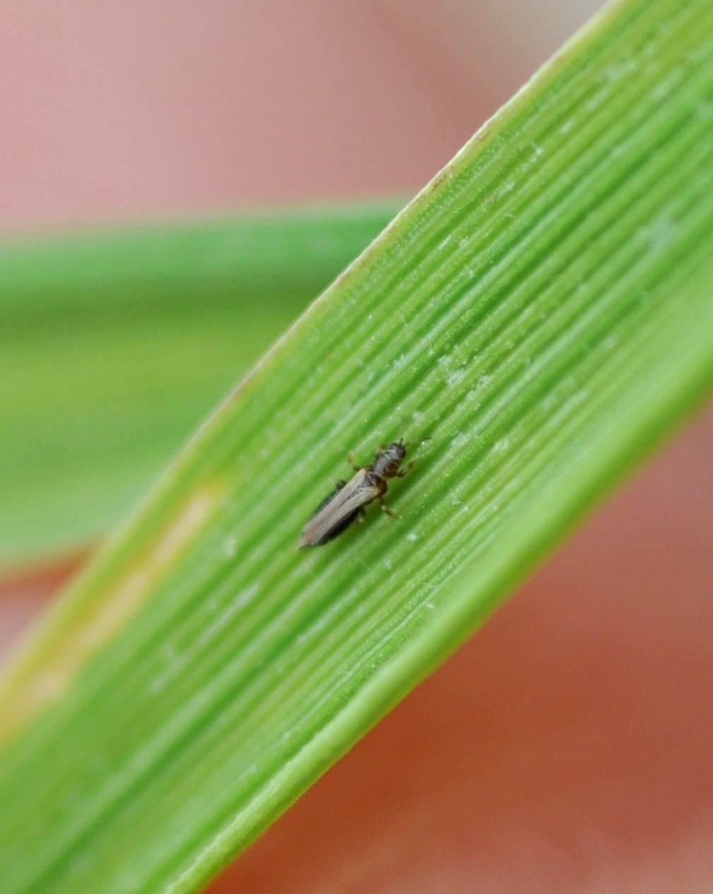 thrips7