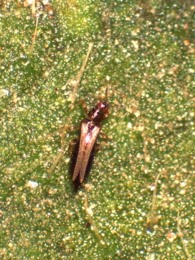 thrips8