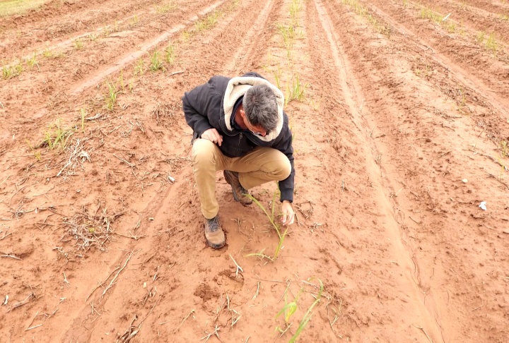 Sugarcane research focusing on needs of central Louisiana growers