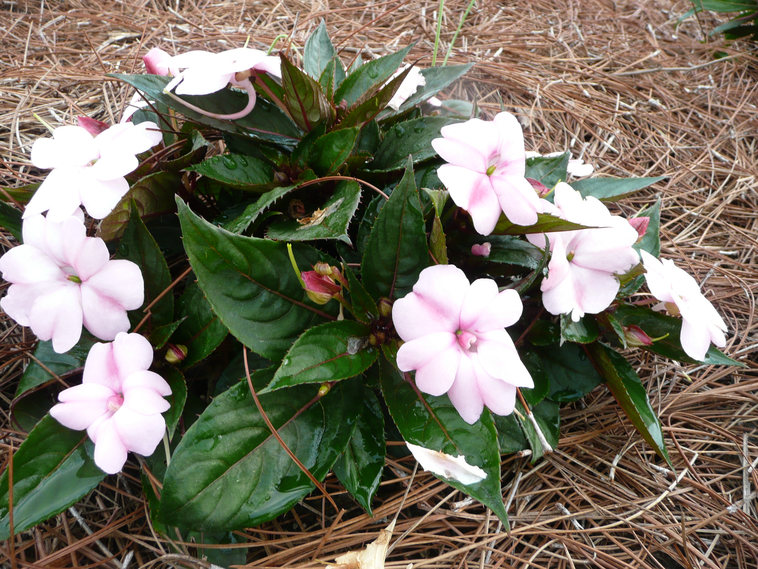 Hybrid impatiens love sun