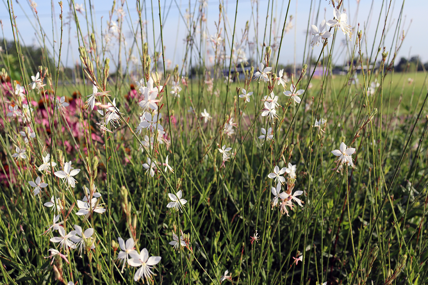Gaura.