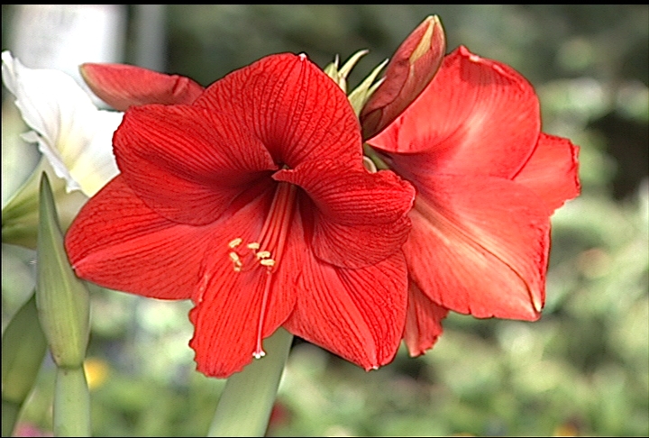 Plant amaryllis in container for its winter bloom