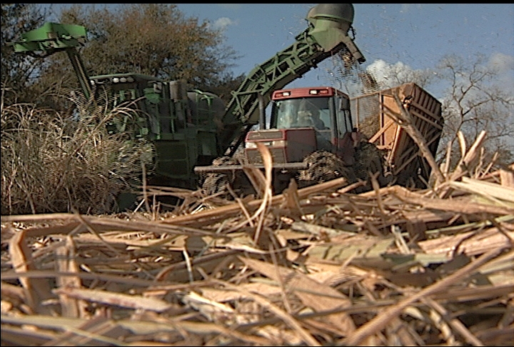 Early finish for Louisiana's sugarcane harvest