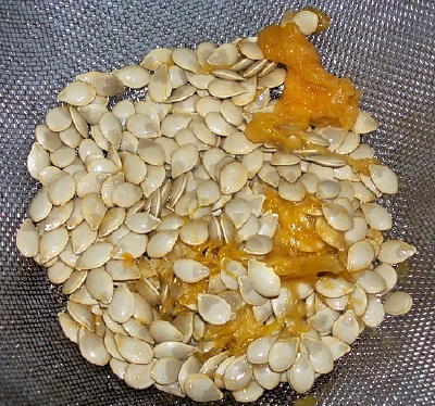 squash seeds