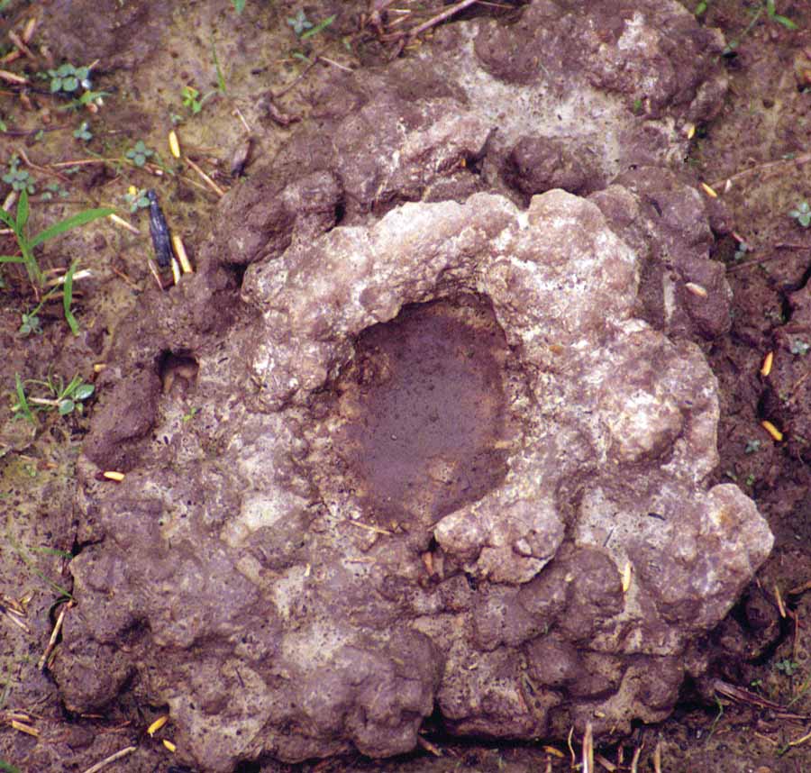 Crawfish Burrows and Drought
