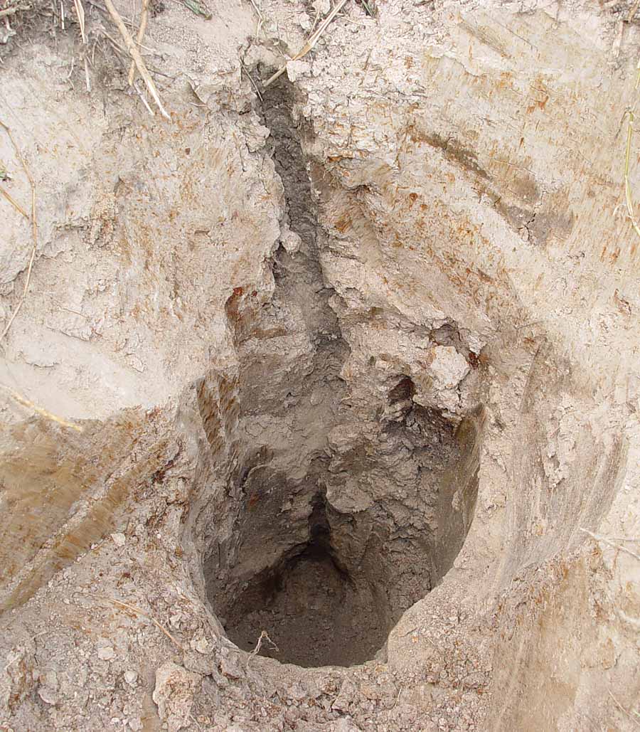 A burrow after crawfish extraction
