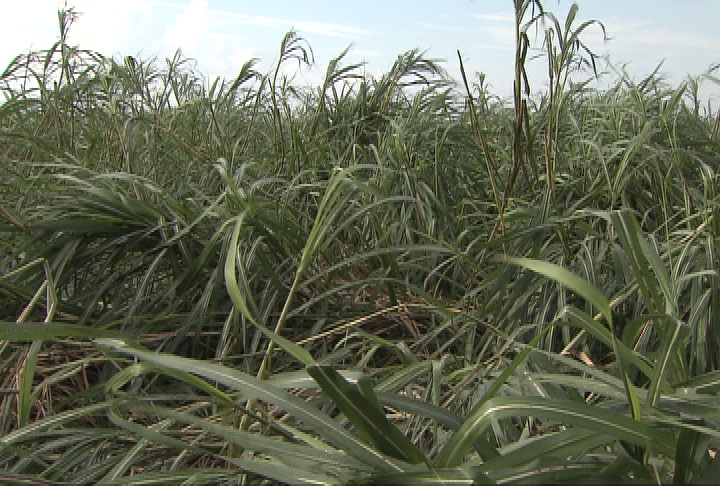 Economist assessing Isaac's damage