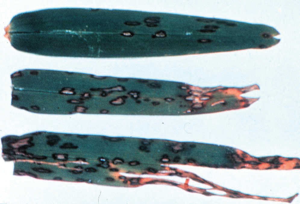 Cercospora Leaf Spot