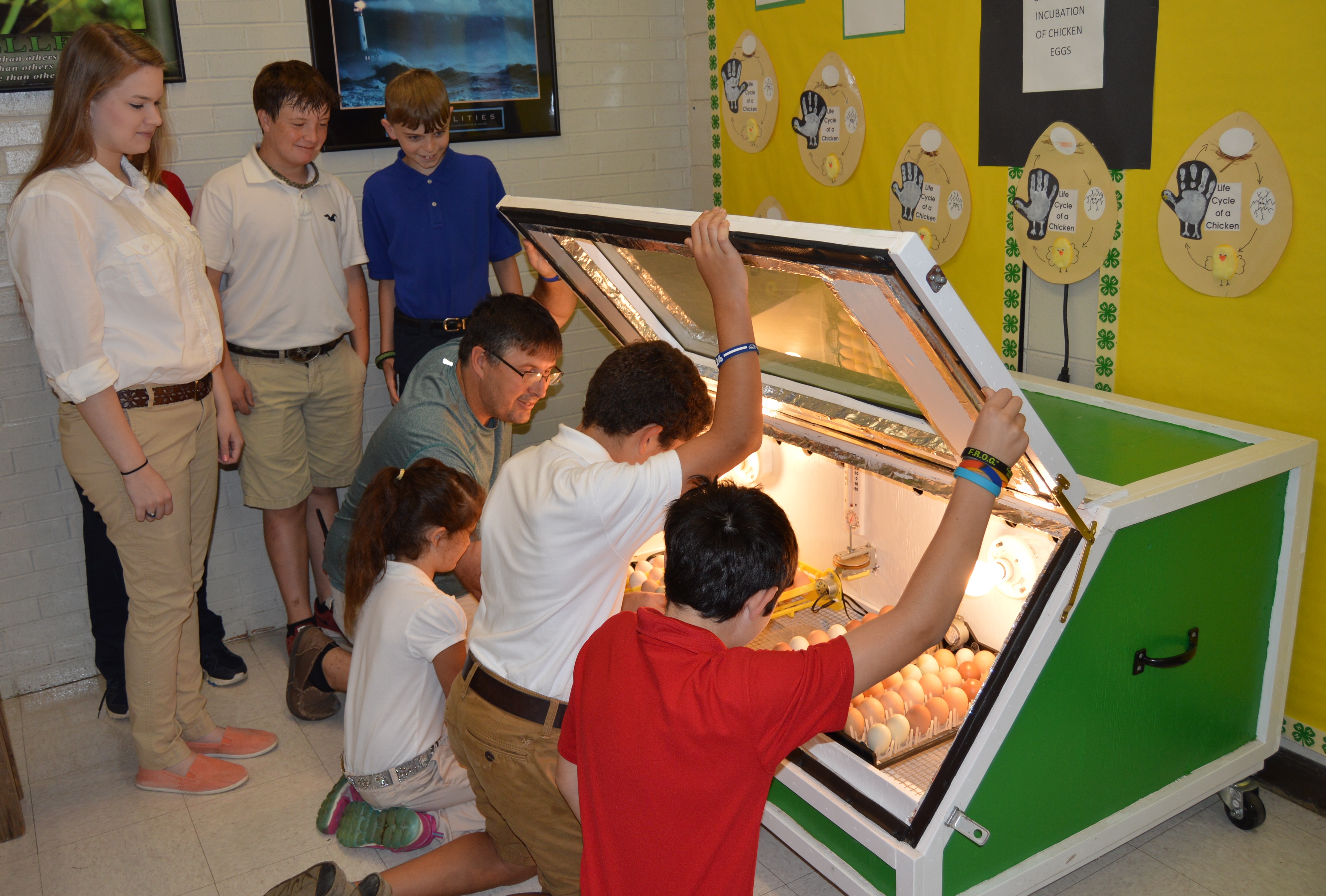 putting eggs in incubator