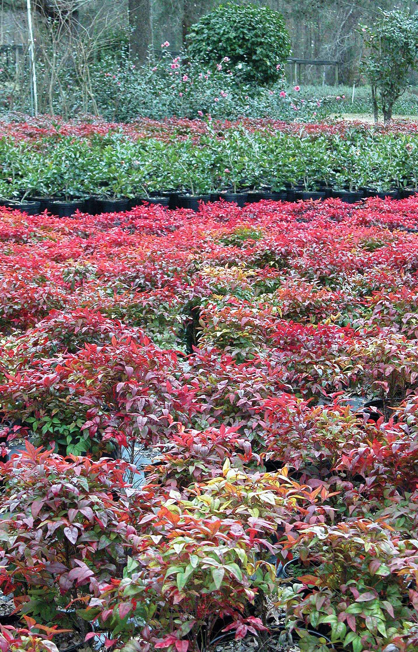 Firepower Nandina