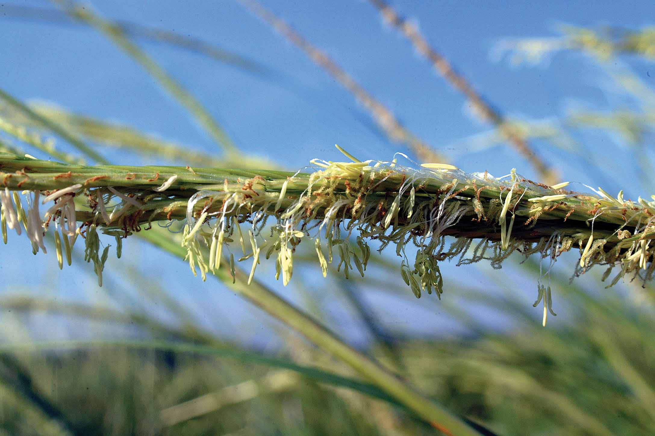 Using Biotechnology for Coastal Restoration
