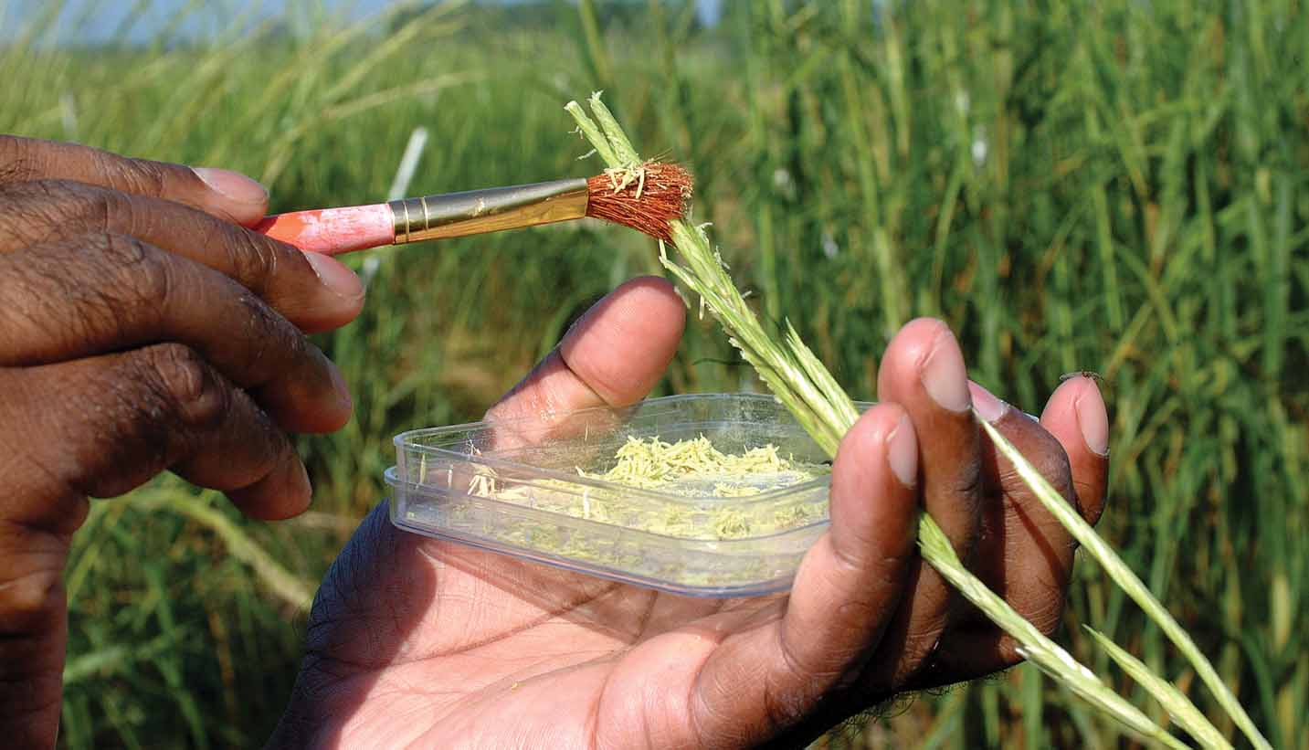 Pollen Application
