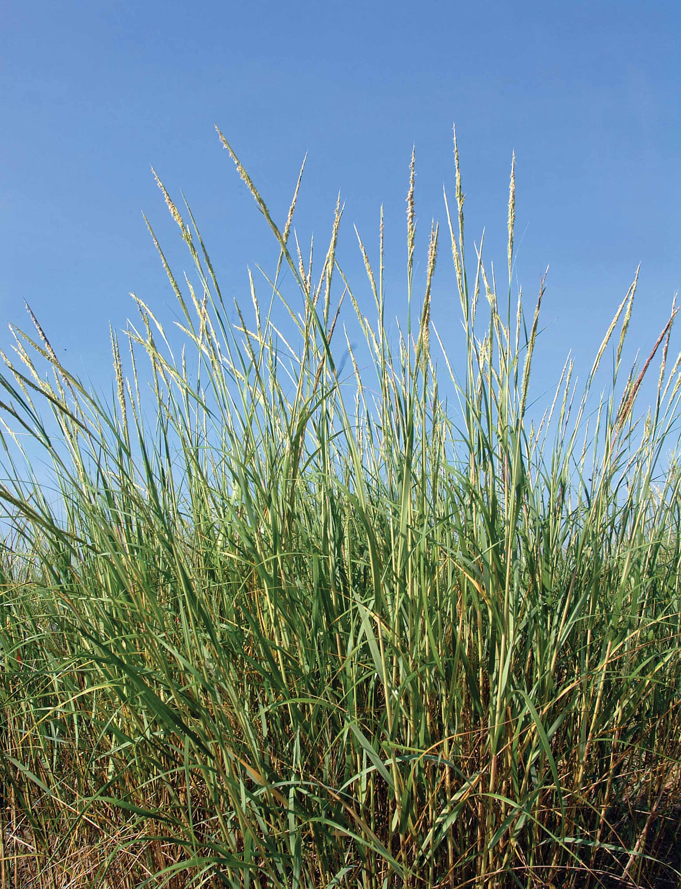 Costal Grass
