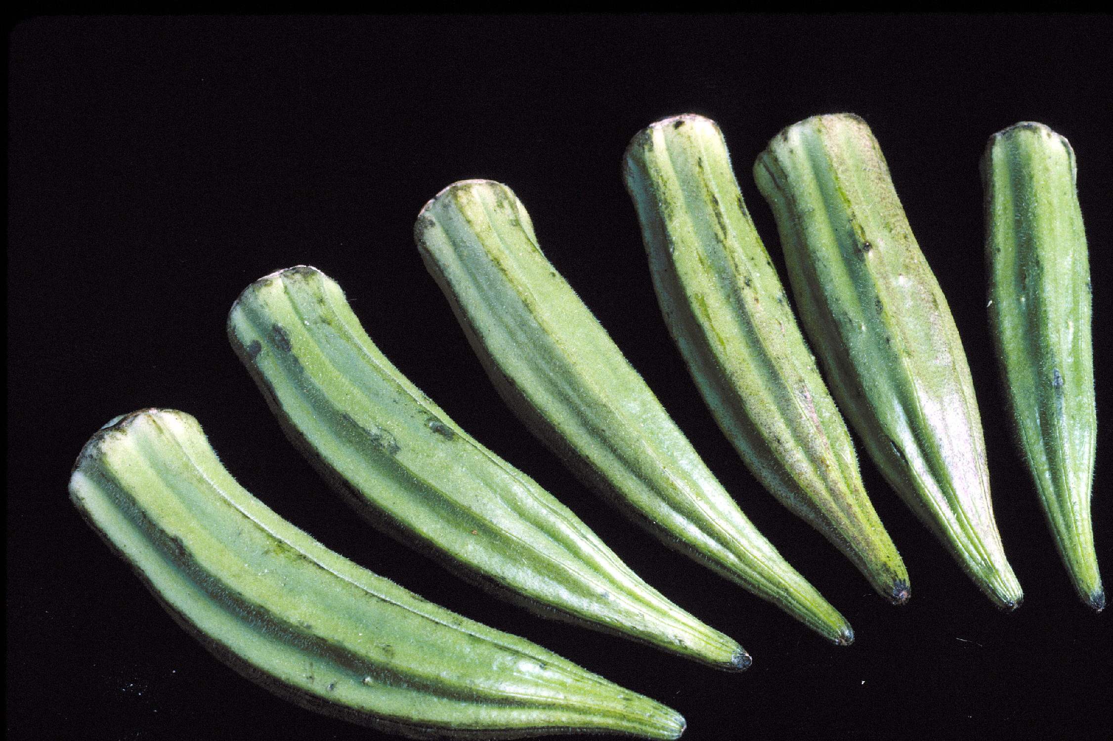 okra