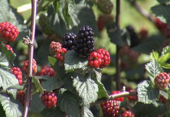 Blackberries ripe and ready for summer treat