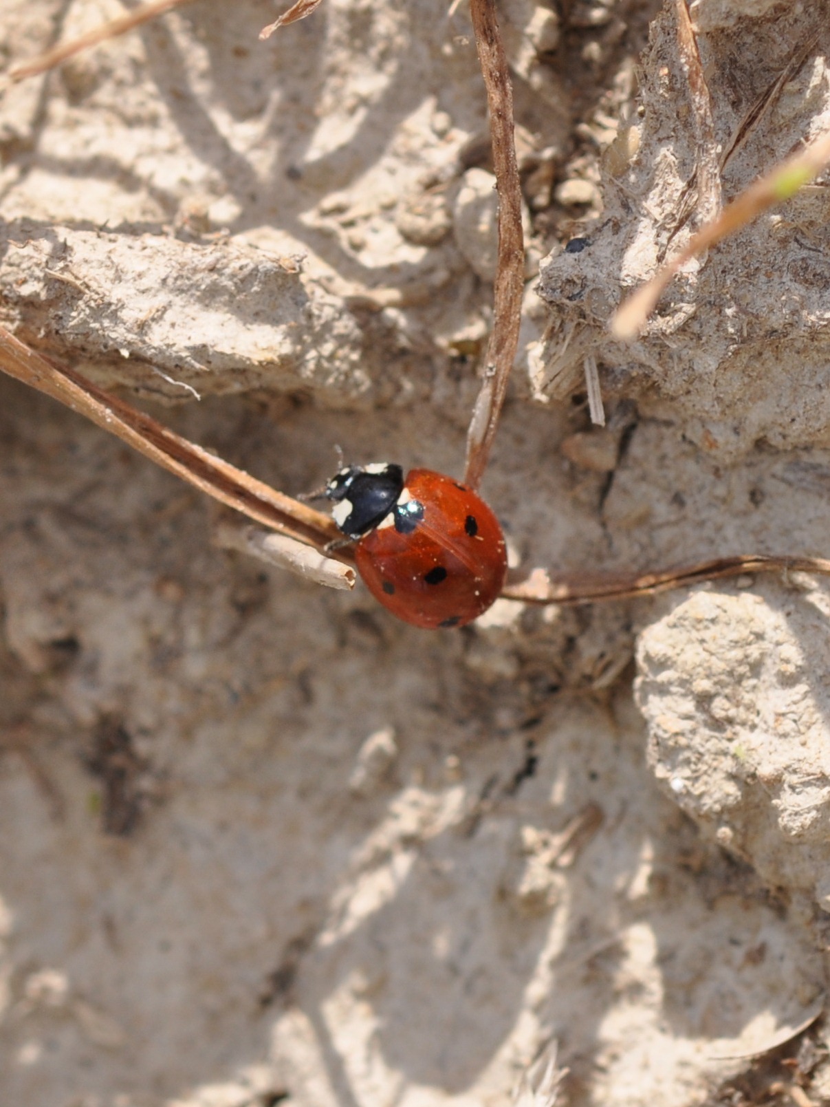 Lady Beetle Adult