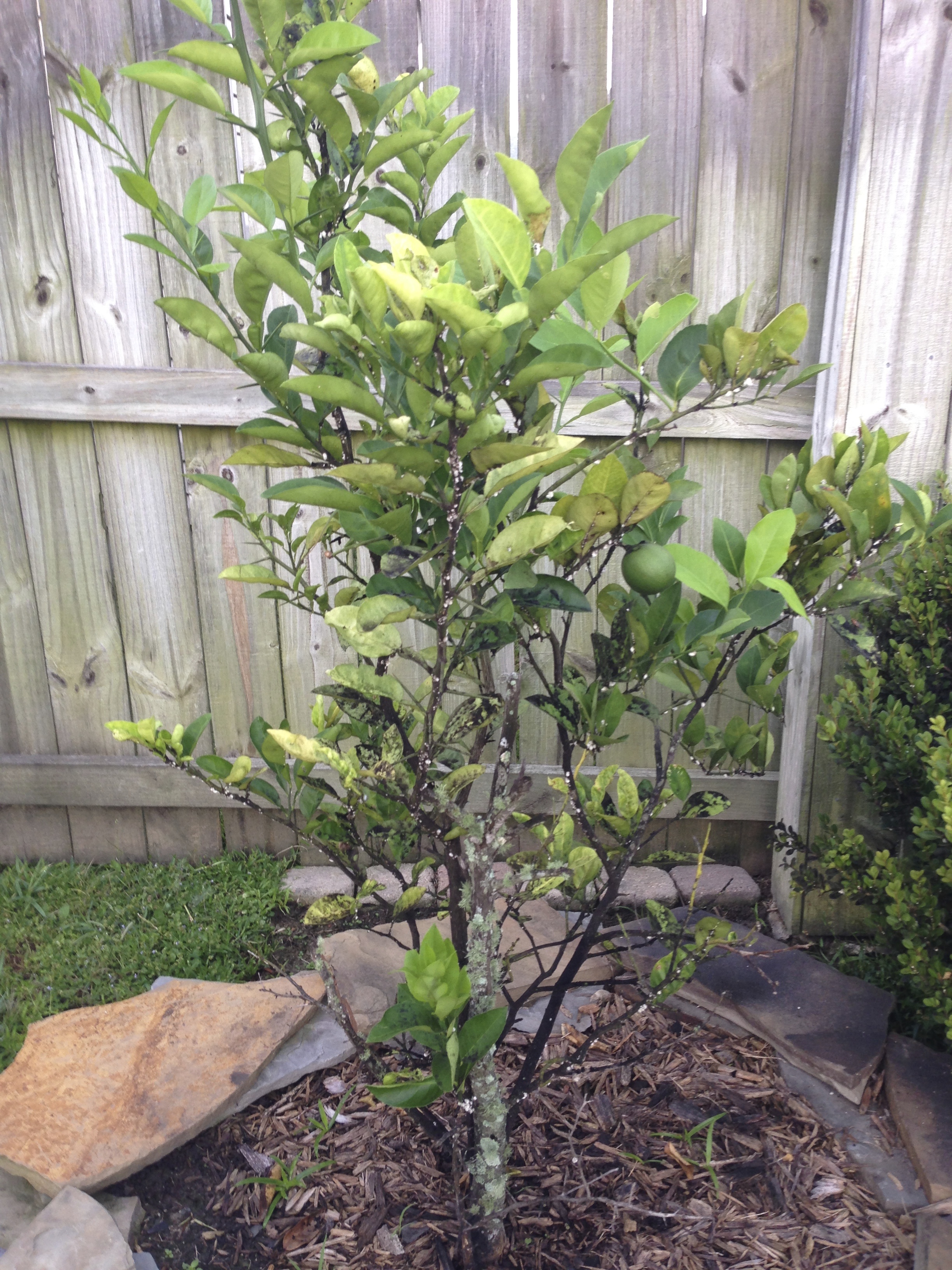 Fruit and Nut Tree Disease Management