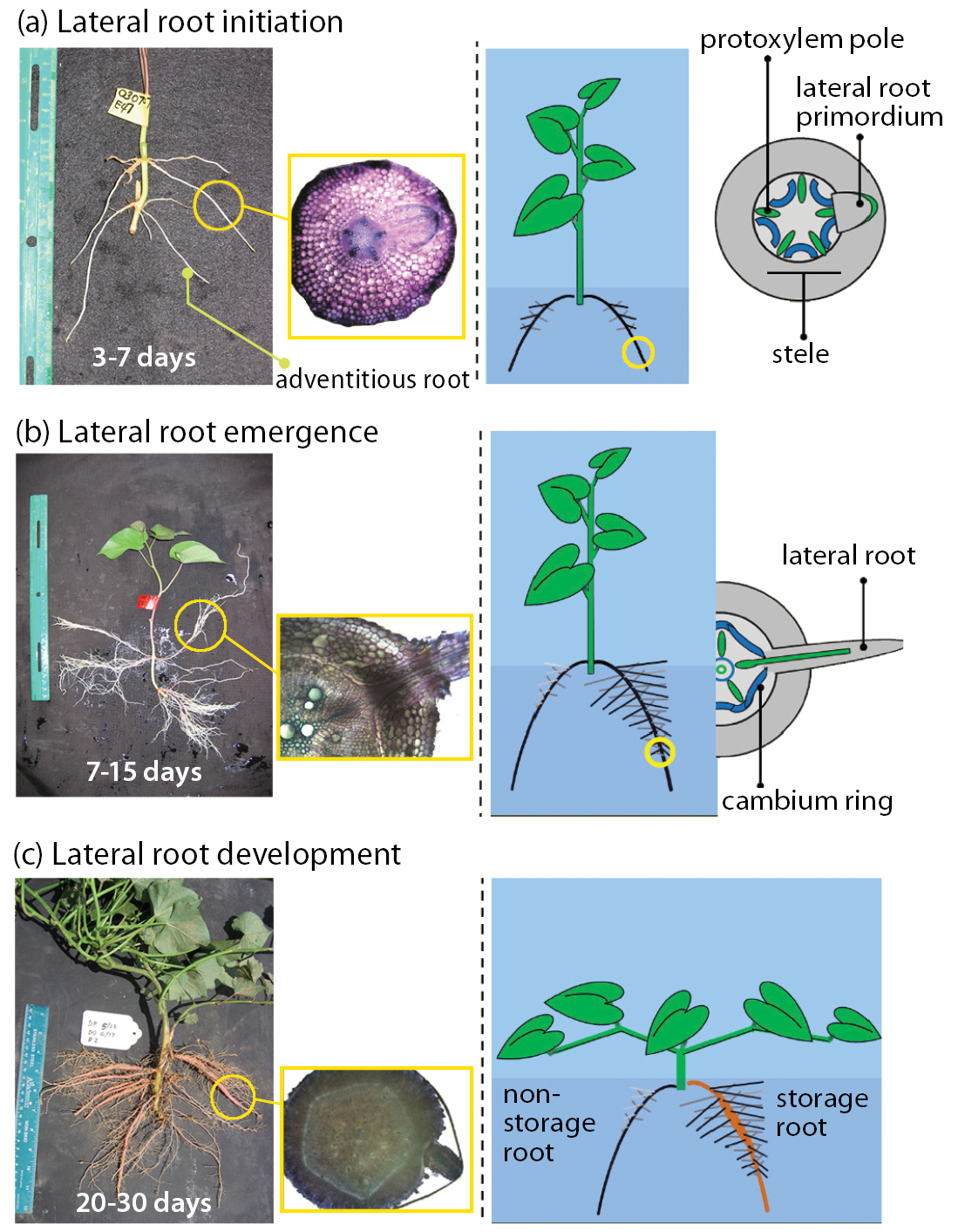 Local nitrogen variability alters root architecture and influences storage root formation in the Beauregard sweet potato